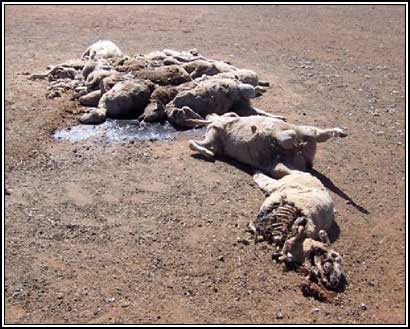 Image of dead sheep in paddock