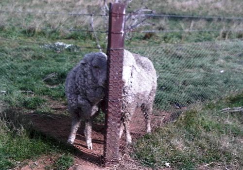 Image of sheep head pressing corner post