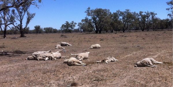 Image of dead sheep in paddock