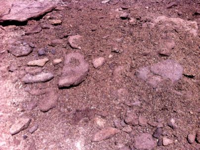 Image of old grain on ground