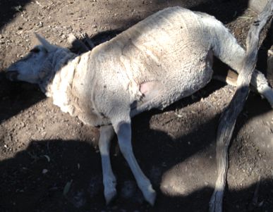 Image of dead sheep with evidence or pre-mortem paddling