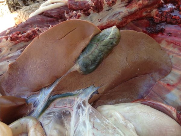 Image of dead sheep