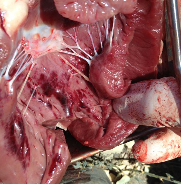 Image of excised sheep heart post-mortem