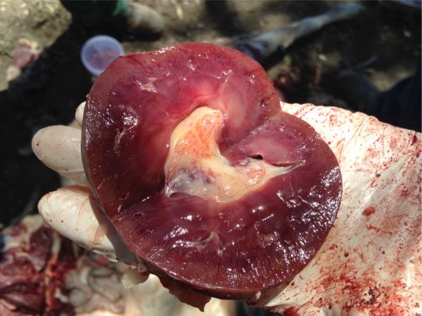 Image of excised sheep kidney post-mortem