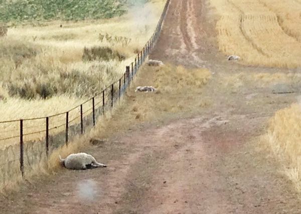 Image of dead sheep in paddock