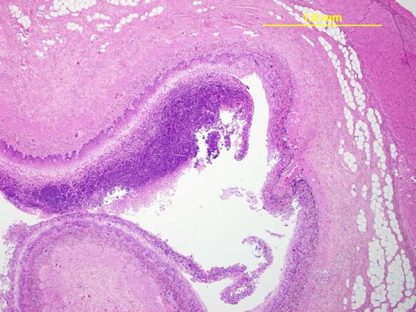 Photomicrograph of sheep oesophagus