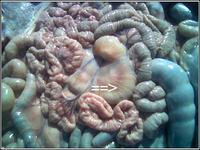 Image of sheep intestines post-mortem