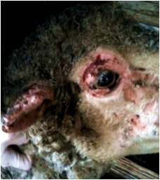 Image of sheep face skin lesions