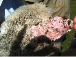 Image of lamb ear with healing lesions
