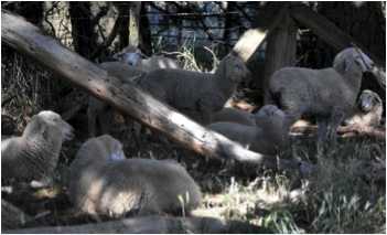 Image of sheep seeking shade
