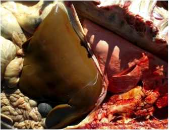 Image of sheep liver on post-mortem