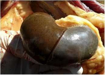 Image of sheep kidney on post-mortem