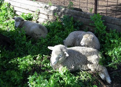 Image of recumbent lambs