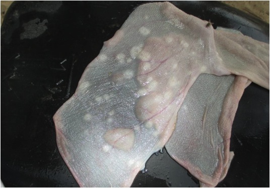 Image of sheep rumen wall with lesions post-mortem
