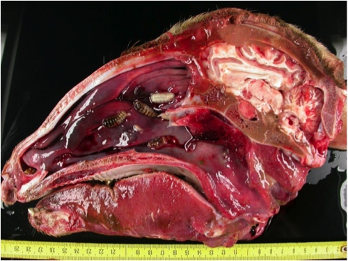 Image of sheep turbinates with larvae post-mortem