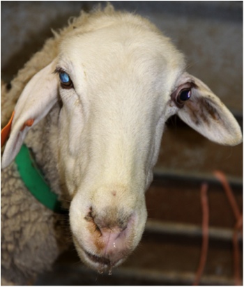 Image of sheep with distorted face