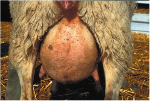 Image of sheep udder with swelling