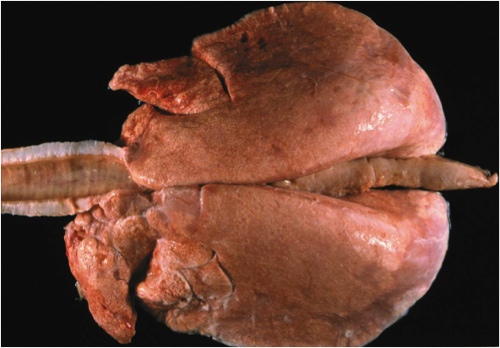 Image of sheep lungs post-mortem