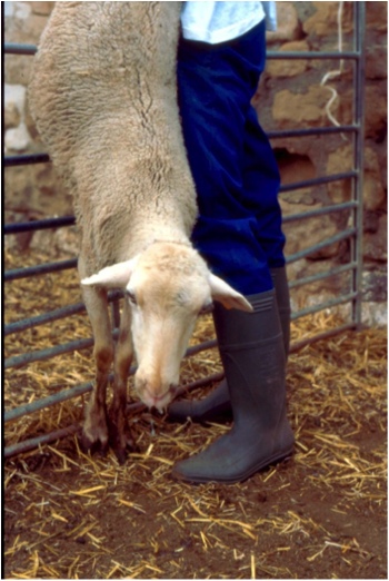 Image of sheep slung over gate