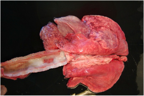 Image of sectioned sheep trachea with secretions post-mortem