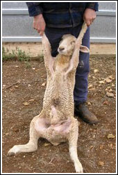 Image of overturned sheep