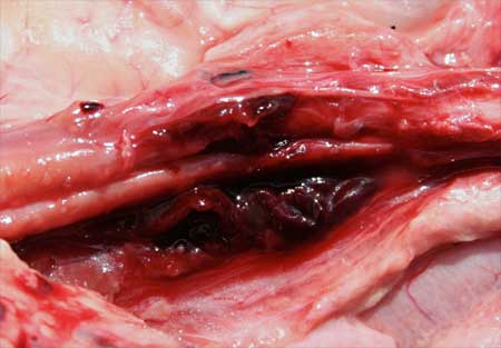 Image of sheep urethral haemorrhage post-mortem