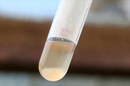 Image of sheep urine with deposit