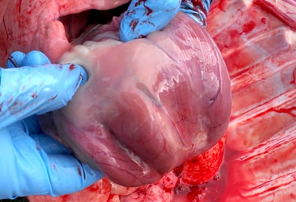 Image of sheep heart showing atrophy post-mortem