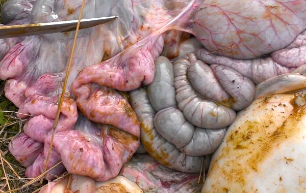 Image of sheep small intestine post-mortem