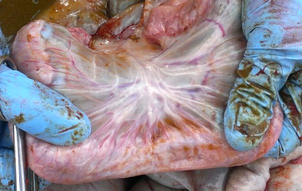 Image of sheep small intestine with thickened lymphatics post-mortem
