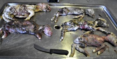 Image of aborted sheep foetuses