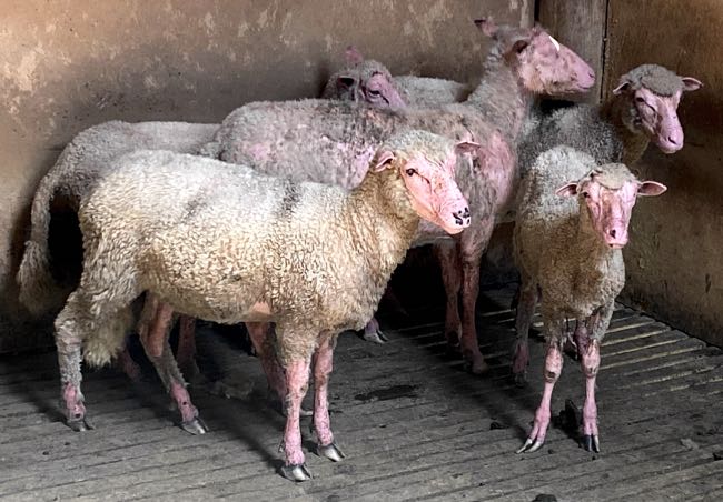 Image of five hairless sheep