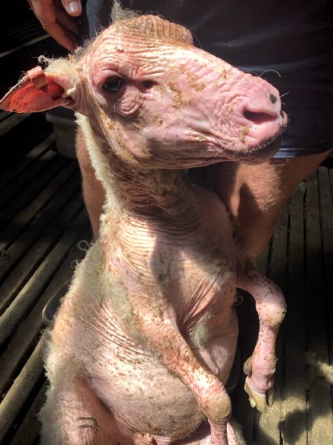 Image of a hairless sheep sitting