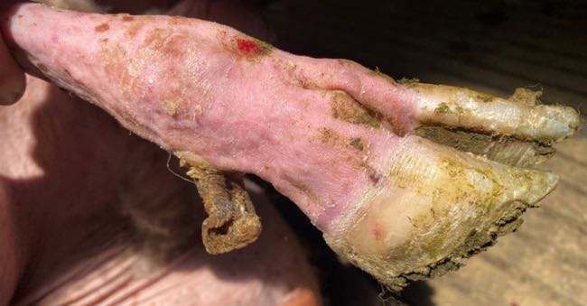 Image of foot of hairless sheep