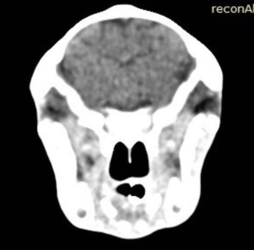 CT scan of ovine brain with lesions