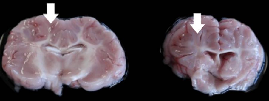 Image of ovine brain post-mortem with white matter atrophy