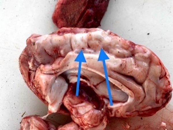Image of ovine brain with white areas in cortex