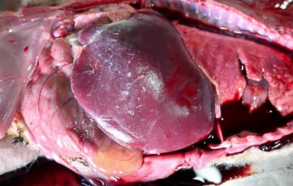 Image of ovine liver post-mortem showing fibrinous hepatitis