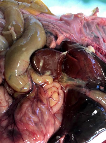 Image of ovine liver post-mortem showing fibrin surrounding