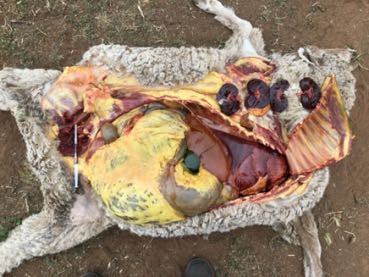 jaundiced carcass