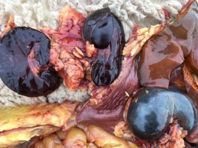 red kidneys, bronze liver