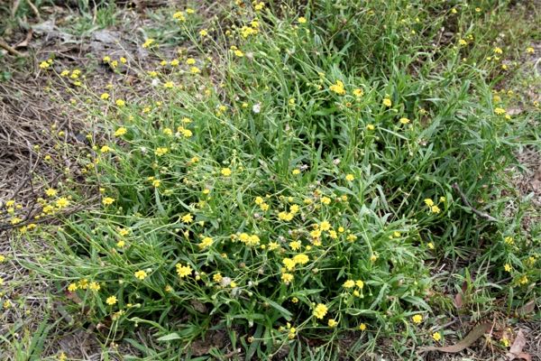fireweed sheep single plant