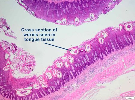 Microscopic image of sheep tongue with nematode parasites