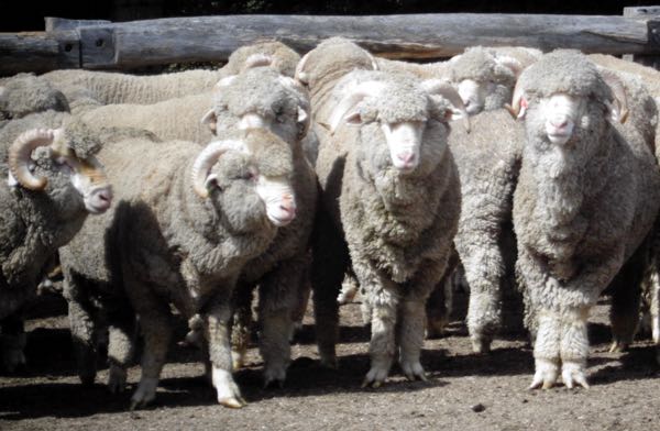 image of young merino rams with forelimb deviations