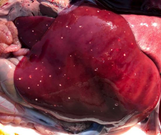 Image of lamb liver with white spots