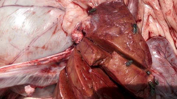 Image of ovine liver on <i>post-mortem</i> showing paleness and irregular surface