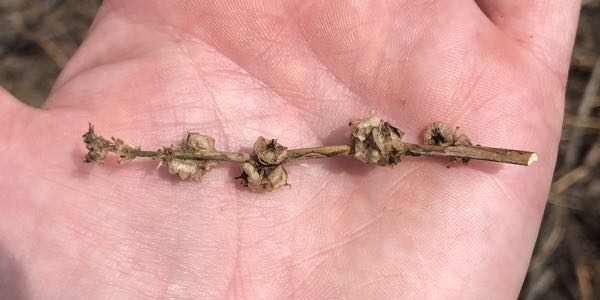 Image of seed kernels of Malva parviflora
