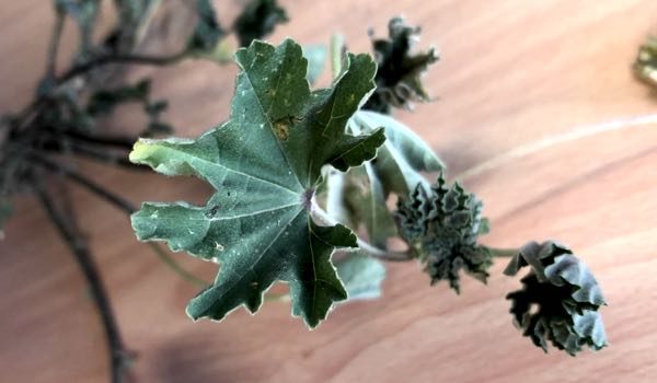 Image of leaf of Malva parviflora