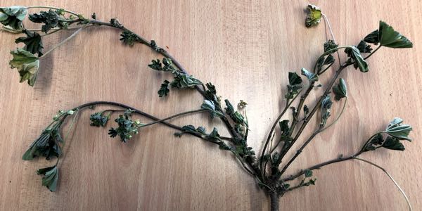 Image of specimen of Malva parviflora