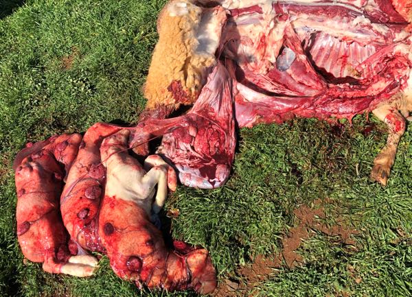 image of post-mortem ewe with triplets